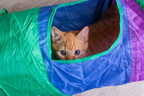 ZABAWKA TUNEL DLA KOTA SZELESZCZĄCY DŁUGI TUNEL DLA KOTA Z ZABAWKAMI XXL na Arena.pl