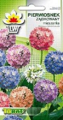 Pierwiosnek ząbkowany mix nasiona 0,1 g zdjęcie 5