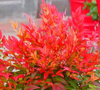 NANDINA Bajeczny bambus - sadzonki 20 / 30 cm