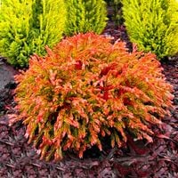 MINIATUROWA POMARAŃCZOWA PUFA~TUJA GOLDEN TUFFET