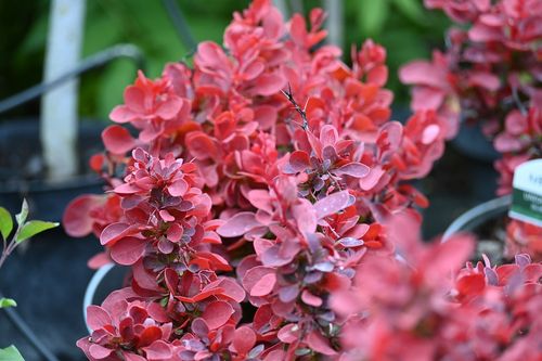 Berberys Thunberga Ruby Star - Berberis thunbergii na Arena.pl