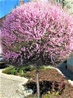 MIGDAŁEK na pniu dorosła roślina - sadzonki 160 / 180 cm