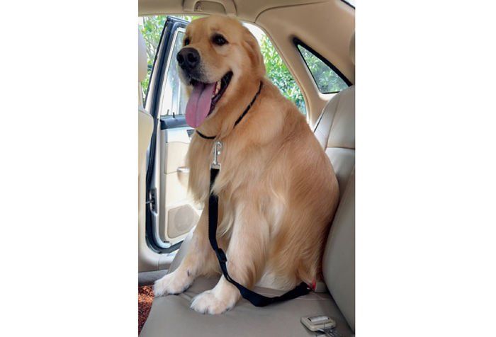 PAS BEZPIECZEŃSTWA SZELKI DLA PSA DO SAMOCHODU zdjęcie 3