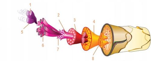 Czapka zimowa Brubeck Ranger Wool unisex Termoaktywna wełna merynosa na Arena.pl