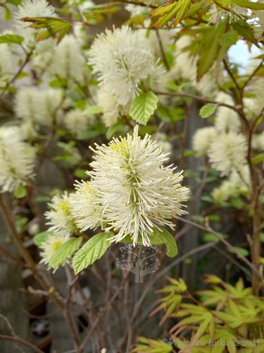 Fotergilla mieszańcowa Beaver Creek jesienne wybarwienie na Arena.pl