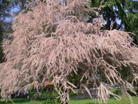 GK TAMARYSZEK DROBNOKWIATOWY RÓŻOWA CHMURA