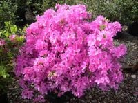 AZALIA ciemno różowa - sadzonki 60 / 80 cm