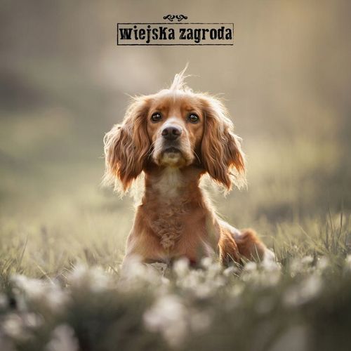 Wiejska Zagroda Karma sucha dla psa INDYK z JAGNIĘCINĄ Średnie rasy M 9kg na Arena.pl