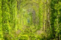 FOTOTAPETA KRAJOBRAZ LAS DRZEWA TUNEL Z DRZEW