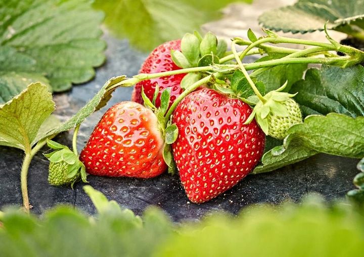 Nawóz do truskawek Florovit 3kg zdjęcie 5