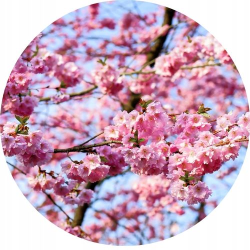 CZEREŚNIA KORDIA Ceniona za bardzo duże owoce o czarnym kolorze, max na Arena.pl