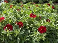 Million Bells Firestorm Calibrachoa kolor czerwony