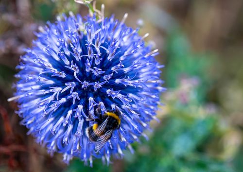 Przegorzan Banacki Banatyński 'Blue Globe' Niebieski (Echinops bannaticus) na Arena.pl