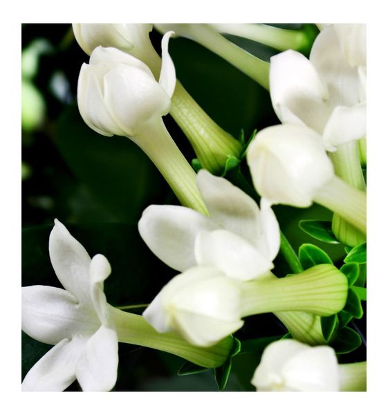 Yodeyma Iris Woda Perfumowana Dla Kobiet 15ml zdjęcie 2
