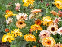 NASIONA Kwiatów Nagietek Lekarski Karłowy Mieszanka MIX 2g Kwiaty 410213