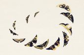 Plakat 91,5x61cm Butterfly 6, Sekka Japoński Vintage do Salonu