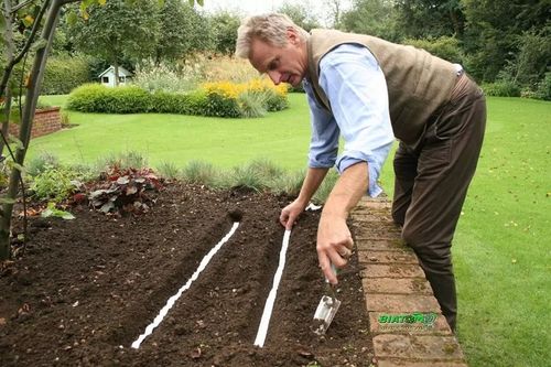 ZESTAW 2240 Sprawdzonych Nasion Warzyw na taśmie na Arena.pl