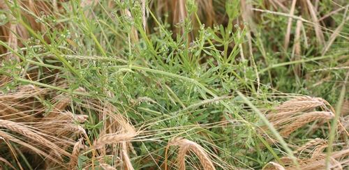 ROUNDUP RANDAP NA CHWASTY chwastobójczy glifosat środek koncentrat 1L BAYER na Arena.pl