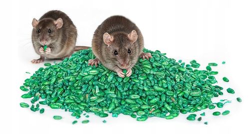 ZATRUTE ZIARNO NA MYSZY I SZCZURY TRUTKA ZBOŻOWA STRONG BROMADIOLON 3 na Arena.pl