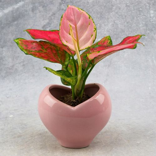AGLAONEMA Pinky Promise DØ6cm Łatwa w uprawie. Idealna na prezent na Arena.pl