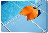 Obraz 100x70cm Liść przy Wodzie