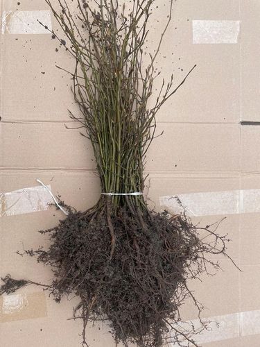 Grab pospolity na żywopłot sadzonki 20-40cm Pakiet 100 sztuk na Arena.pl