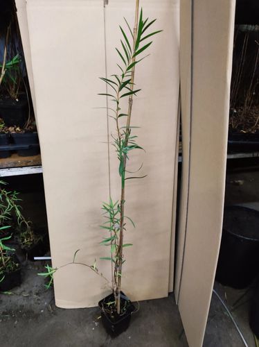 KUFLIK - sadzonki 40 / 60 cm na Arena.pl