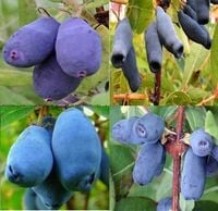 product-compare-61063460