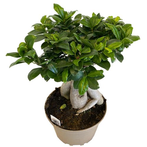 Bonsai Fikus Microcarpa GINSENG 45 cm na Arena.pl