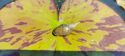 5 x Ślimak Błotniarka Stawowa Filtruje i oczyszcza Na Glony na Arena.pl