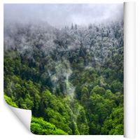 Fototapeta Las we Mgle NATURA Rośliny do Salonu 450x300