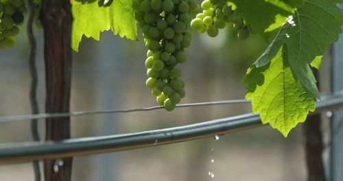 Linia kroplująca 50m + 50 szpilek /100 akcesoriów na Arena.pl