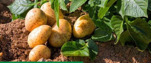 ROSAHUMUS 1kg nawóz organiczny kwasy humusowe POTAS POPRAWIA JAKOŚĆ GLEBY na Arena.pl