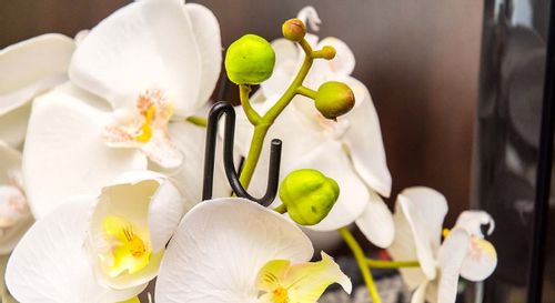 PODPÓRKA DO STORCZYKÓW PODPORA ROŚLIN 10szt 50cm na Arena.pl