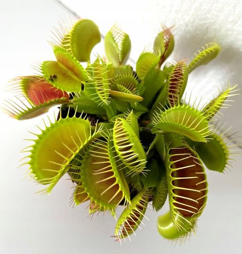 DOROSŁA MUCHOŁÓWKA odm, GIANT TRAP w DONICZCE na Arena.pl