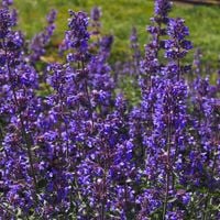 Kocimiętka 'Purrsian Blue' (Nepeta x faassenii) Dla Kota Przyciąga Motyle