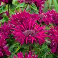 Pysznogłówka ogrodowa BEE-TRUE Karminowa Monarda Sadzonki P11