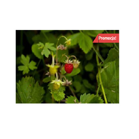 UNIWERSALNA POZIOMKA odmiana ATTILA, 10 szt. sadzonek ukorzenionych