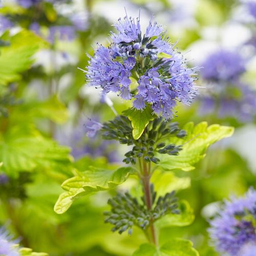 Barbula klandońska HINT OF GOLD Żółta Miododajna Wabi motyle Sadzonki C2 na Arena.pl