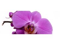 100X40CM FIOLETOWY STORCZYK OBRAZ DREWNO