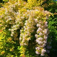 Kolkwicja chińska 'Maradco' Żółte Złote Liście (Kolkwitzia amabilis) 2.0L