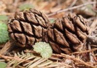 product-compare-50953539