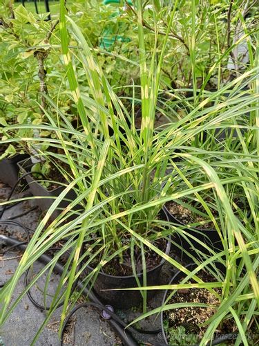 Miskant chiński Strictus Dwarf karłowy w paski na Arena.pl