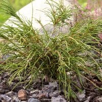 Thuja Żywotnik WHIPCORD Nitkowata tuja