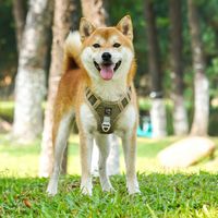 SZELKI GUARD BEZUCISKOWE dla DUŻEGO psa BOSTON XL BLACK