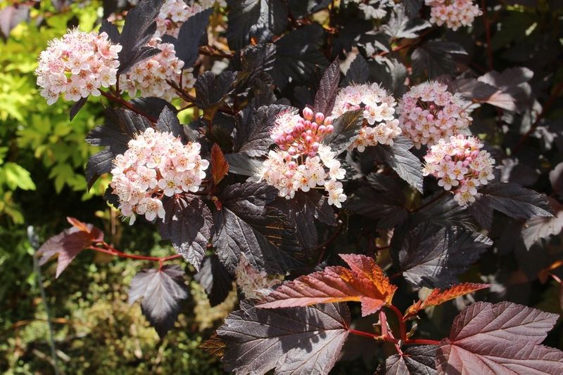 C2 PURPUROWA PĘCHERZNICA DIABLE D'ORO 40 CM. zdjęcie 1