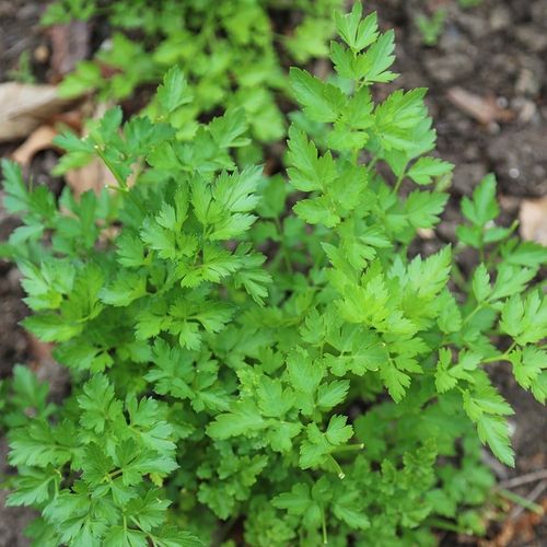 PIETRUSZKA NACIOWA GIGANTE D'ITALIA 2G NASIONA BARDZO PLENNA AROMATYCZNA na Arena.pl