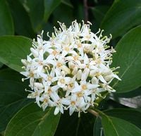 DEREŃ JEDWABNY Amomum - sadzonki w doniczkach