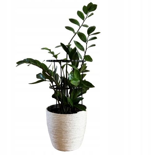 Podpórki do roślin kwiatów podpora pierścieniowa podpórka RINGS S33cm 16/18 na Arena.pl