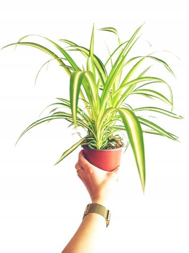 Zielistek Chlorophytum comosum Variegatum Zielistka na Arena.pl